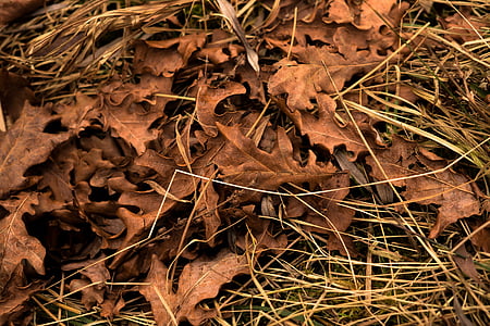 atstāj, rudens, rudenī zaļumiem, Leaf, makro, meža, gada rudenī gaismas