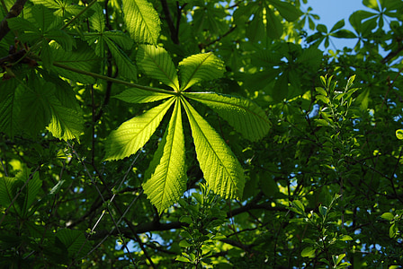 green, blue, leaves, summer, tree, sky, foliage