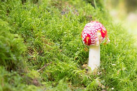 fly agaric, mushroom, toxic, nature, autumn, forest, spotted