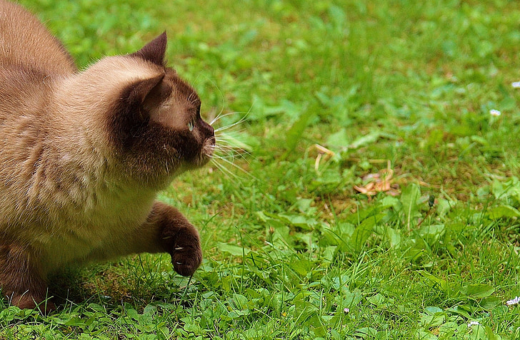 cat, british shorthair, play, mieze, thoroughbred, dear, fur