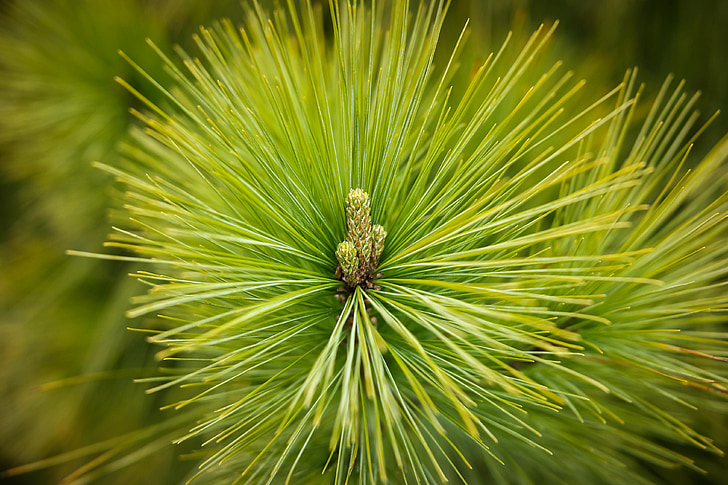 Pine, naalden, bos, groen, Wees, boom, conifer