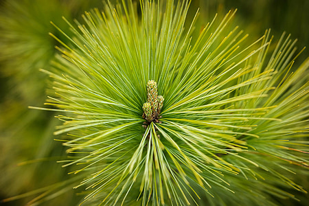 pine, needles, forest, green, pointed, tree, conifer