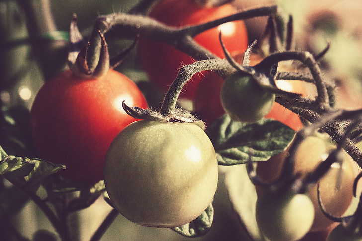 tomate, tomates, planta, vegetales, alimentos, naturaleza, Ensalada