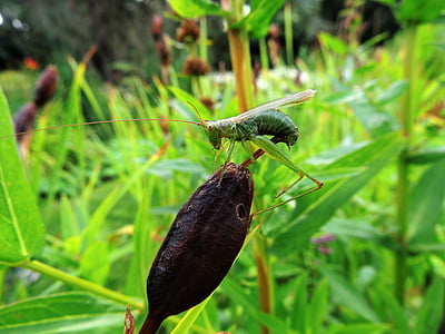 kobylka, hmyz, Příroda, zelená