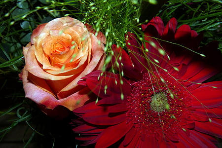 kvety, Gerbera, ruže