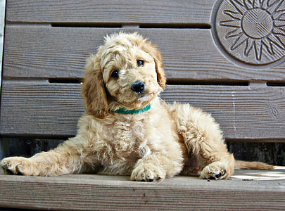 puppy, bench, sitting, young, cute, doggy, adorable