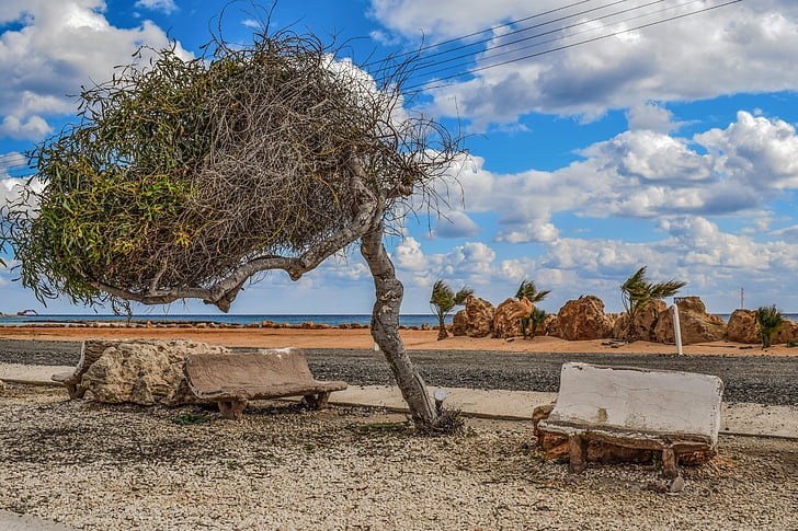 arbre, Banc, improvisada, extemporary, paisatge, platja, Ayia thekla