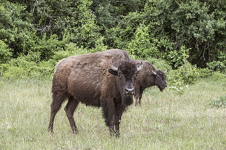 bison, Buffalo, boskap, Ranch, betande, betesmark, däggdjur