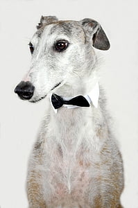 dog, animal, greyhound, spanish greyhound, fly, collar, waiter