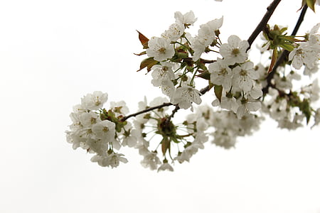 čerešňa, kvet, kvet, jar, strom, čerešňový kvet, rastlín