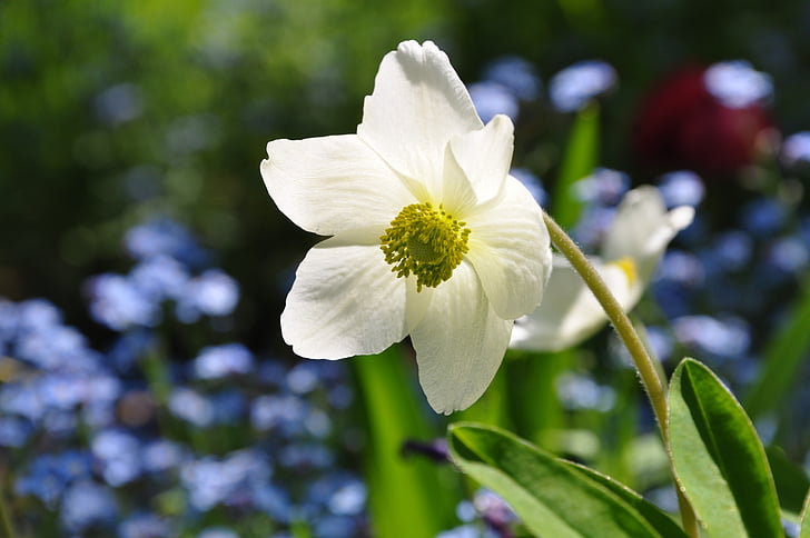 Windflower, Anemone, forår, natur, forårsblomst, Blossom