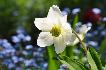 Windflower, Anemon, musim semi, alam, bunga musim semi, Blossom