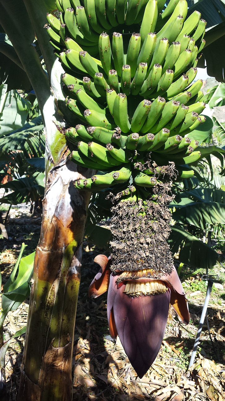 banāni, puķe, koks, zaļa