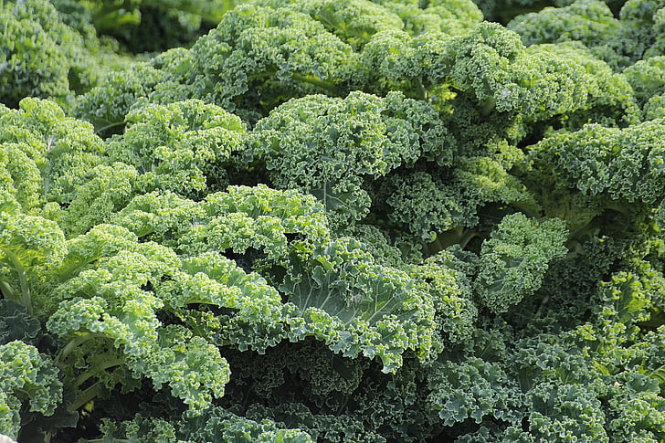 Kale, verdures, Brassica oleracea var, sabellica l, planta de les crucíferes, brassicàcies, verdures d'hivern