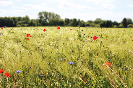 field, cornfield, poppy, poppies, nature, agriculture, cereals