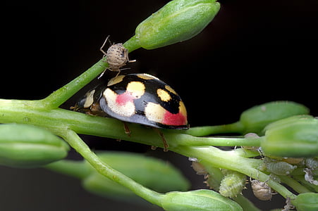 ladybug, aphids, nature, insect, beetle, macro, plant