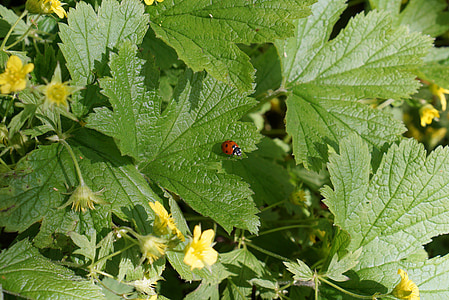 Ladybug, hage, eng, Park, gresset, våren, natur