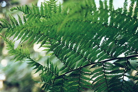 fern, green, leaf, plant, nature, green Color, tree