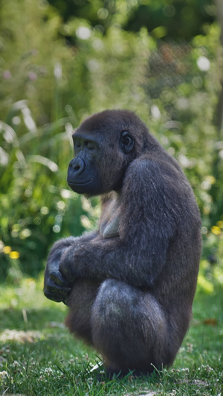 gorila, embarazo, Zen