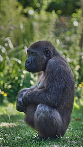 Gorilla, gravidanza, Zen