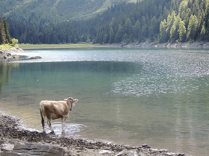lake, bergsee, cow, animal, ruminant, wild, drink