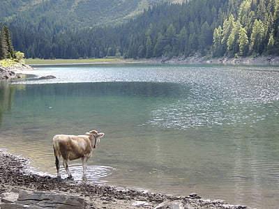 湖, bergsee, 牛, 動物, 反芻動物, 野生, ドリンク
