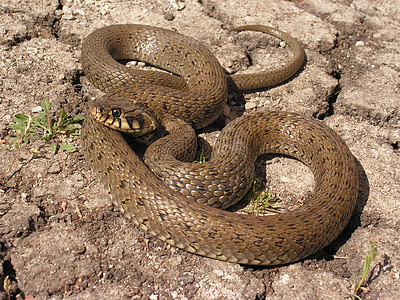 slange, Natrix
