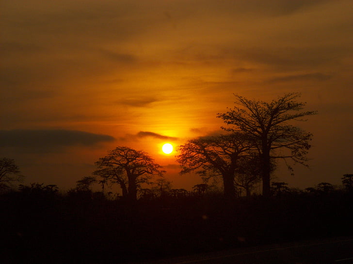 Àfrica, arbre, paisatge, posta de sol, horitzó, vermell