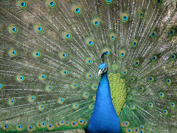 Peacock, Pet, Linnut