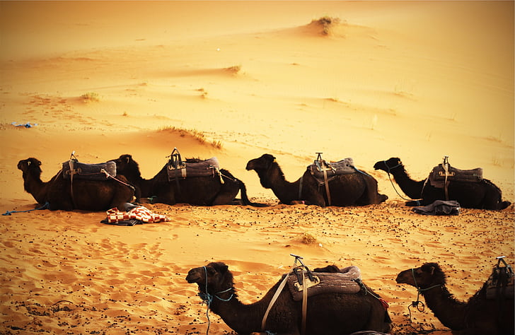 şase, negru, cămile, de relaxare, Desert, Foto, în timpul zilei