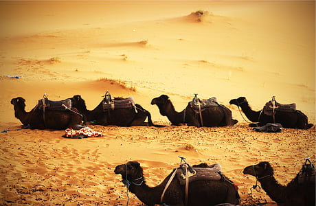 sex, svart, kameler, sittplatser, efterrätt, Foto, dagtid