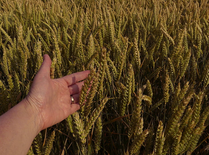gandum, ladang gandum, panen, pertanian, tangan, hadir, Spike