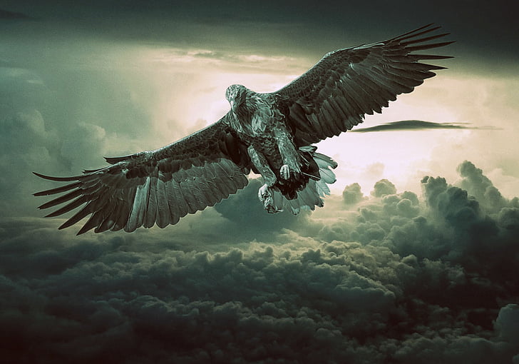 eagle, predator, bird, fantasy, flying, sky, clouds