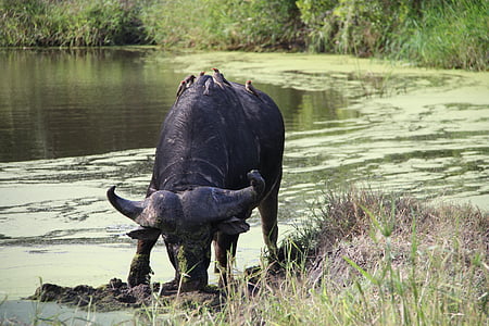 buffalo, wild animal, water, safari, south africa