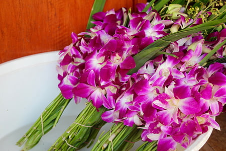 orchideák, Blossom, Bloom, virág, növény, természet, Wild orchid
