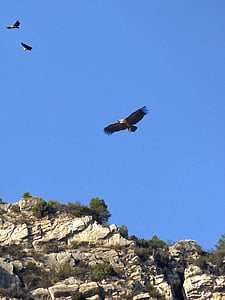 avvoltoi, collina, Priorat, Montsant