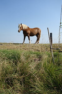 con ngựa, đê điều, cảnh quan, Meadow, Thiên nhiên, Trang trại, đồng cỏ