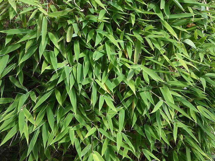 bambu, plano de fundo, folhas, verde, folhas verdes, Bush