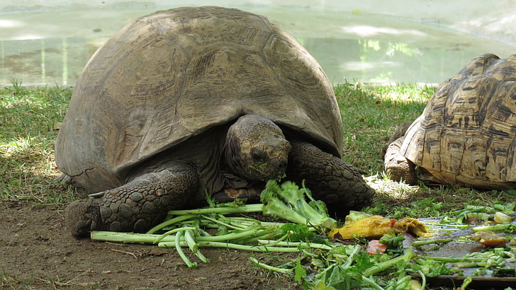 skildpadde, måltid, frokost, spise sundt, mad, dyr, skildpadde