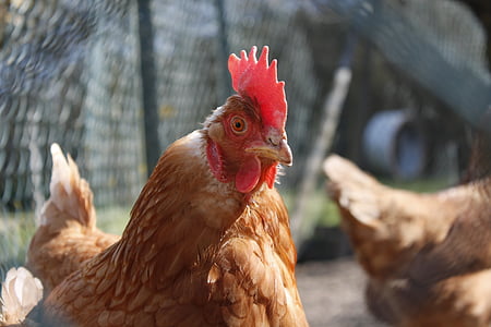 pollo, animale, pollame, Addio al nubilato, azienda agricola, polli, Hahn