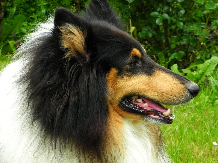collie-tricolor, kutya, állat, fajtiszta kutya, nézet, három színű, szőrme