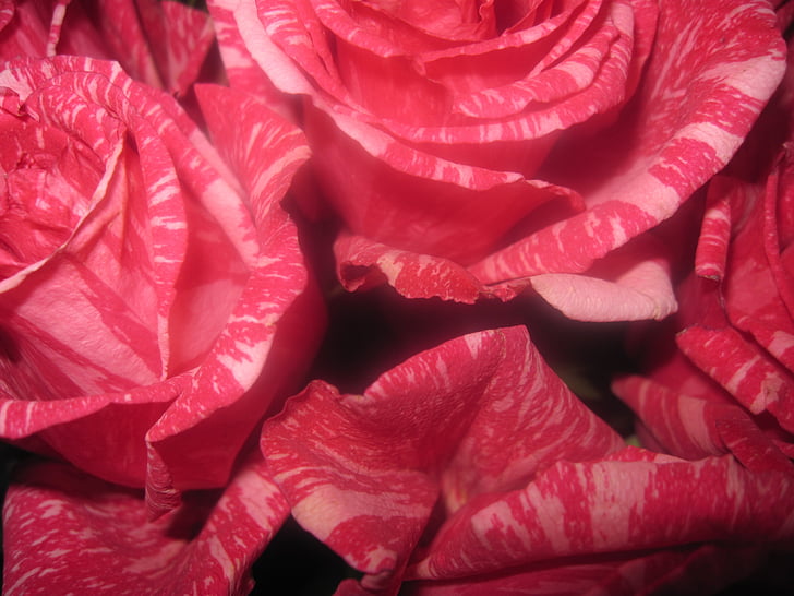 flors, pètals, Rosa, Roses, vermell, floral, flors