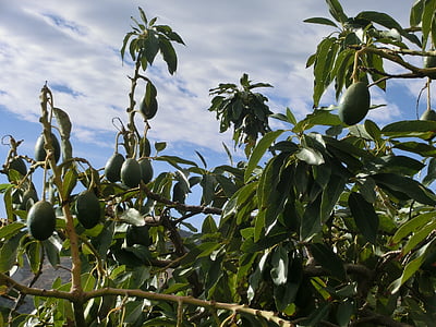 avocado, tree, plant, laurel greenhouse, green, mediterranean, leaves