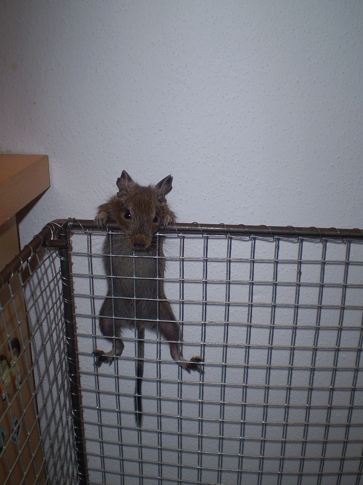 cage, degu, table, wall