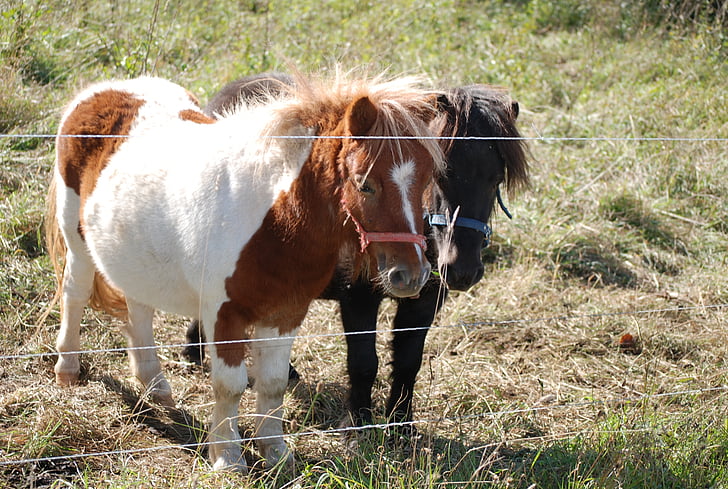 ponies, small, horses, coupling, ride, farm, animal