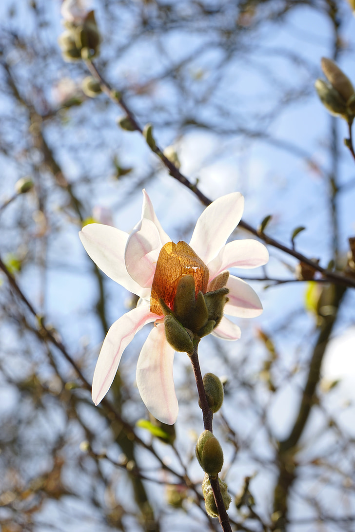 Verão-Magnólia, flor, flor, Branco, Magnolia sieboldii, Magnólia do Siebold, Magnólia