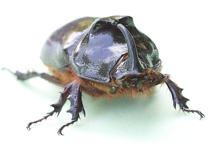 Escarabajo ciervo, naturaleza, Escarabajo de la, amenazado