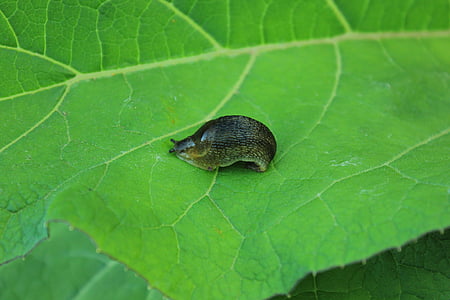 Slug, fotografia macro, verdi, estate, natura, erba, giorno di estate