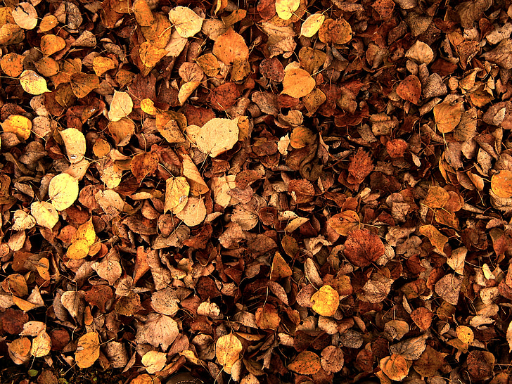 levelek, ősz, őszi lombozat, színes, levél, erdő, arany ősz