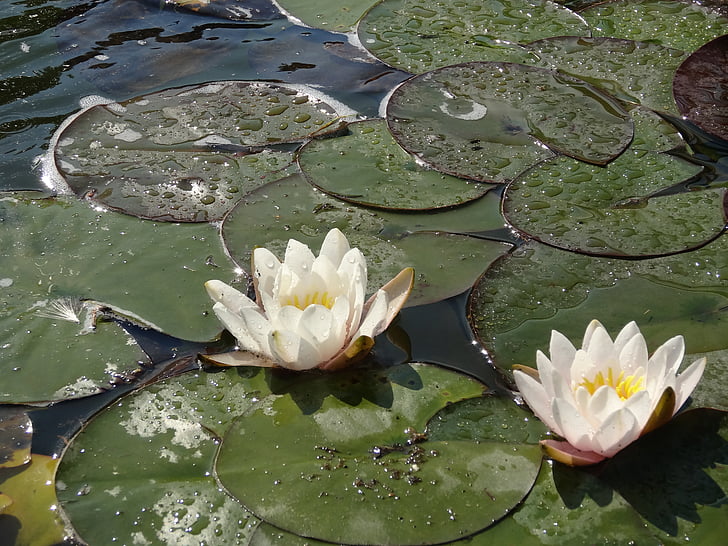 nature, plants, water polo, lily, lilies, green, water lily